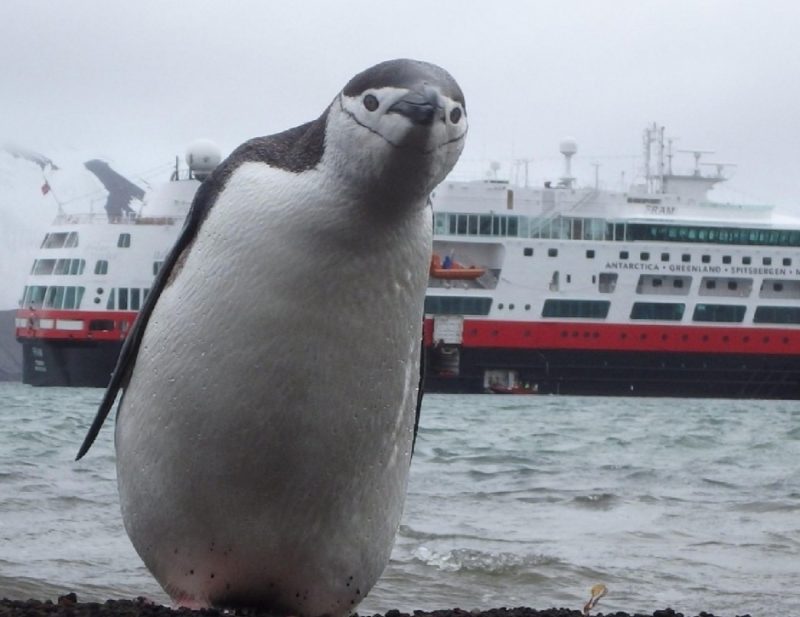 Antarctica Penguin Hurtigruten Cruises