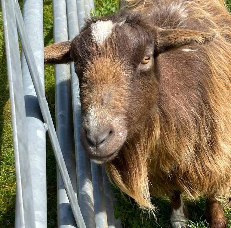 Goats Greenway Farm Campsite